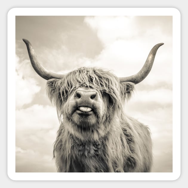 Cheeky Highland Cow Sticker by wildtribe